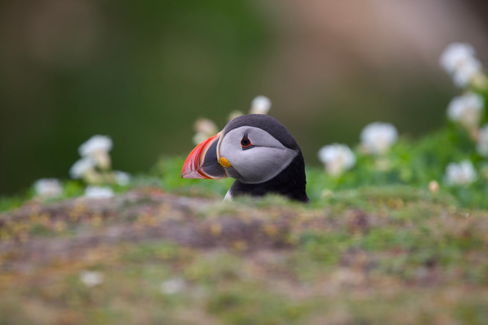 Puffin