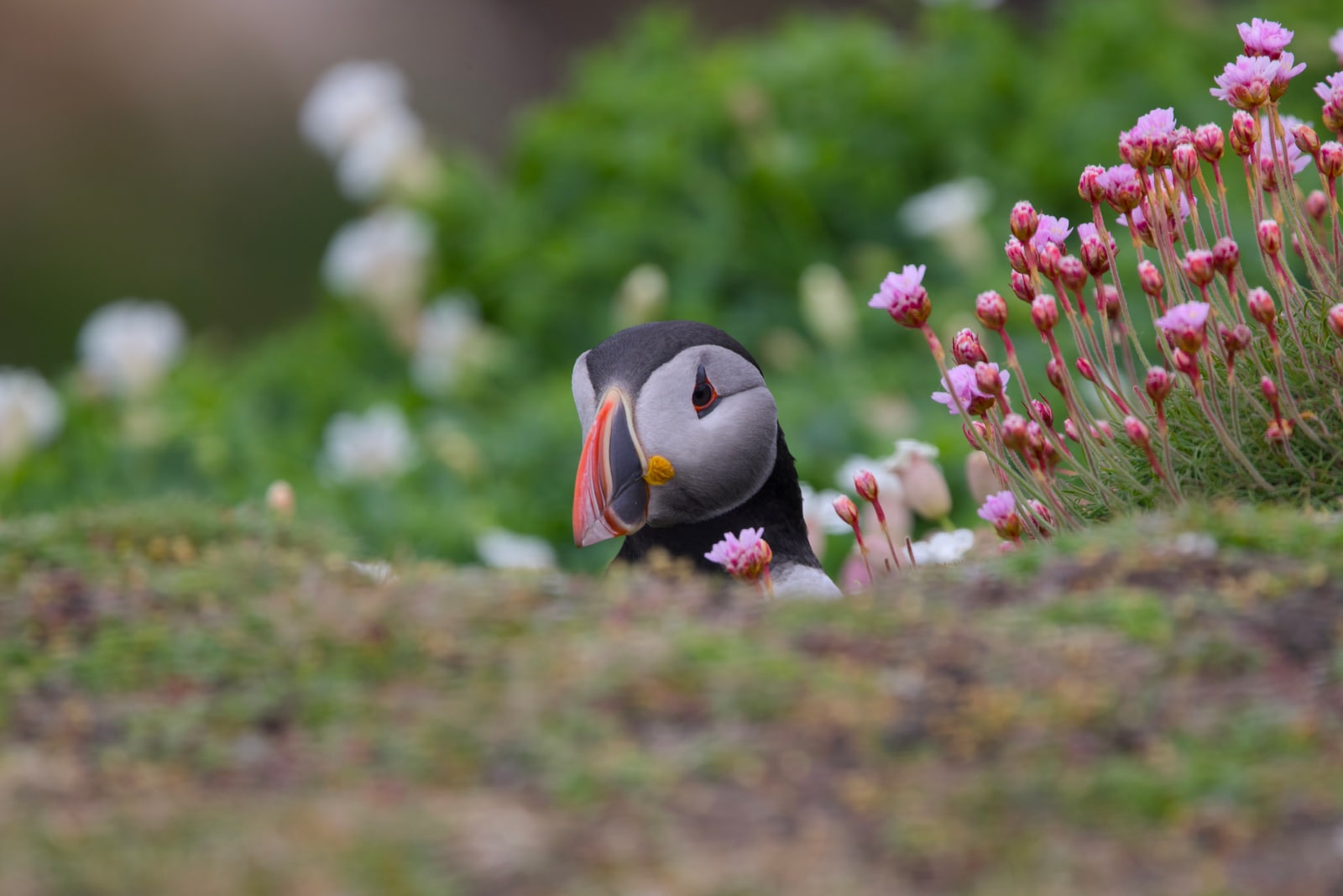 Puffin