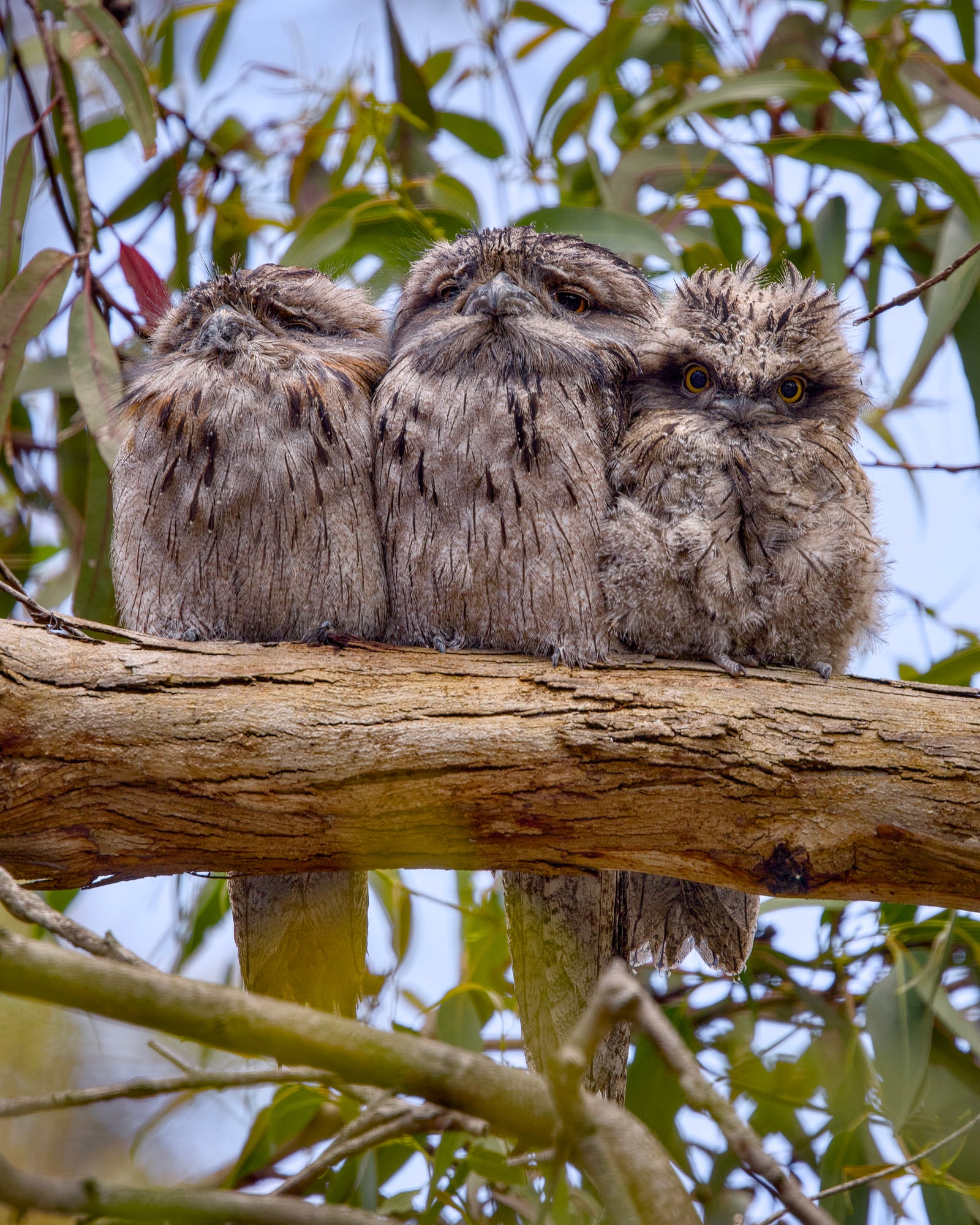 Tawny Frogmouths